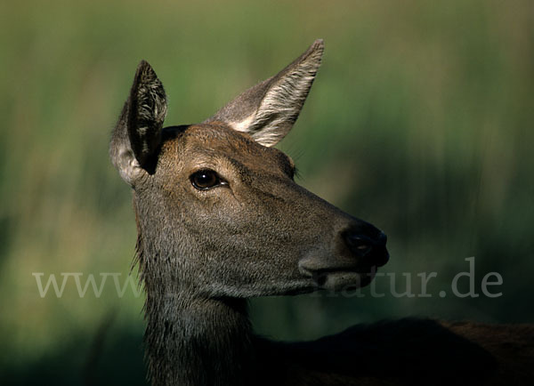 Rotwild (Cervus elaphus)