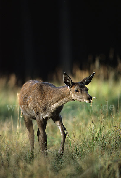 Rotwild (Cervus elaphus)