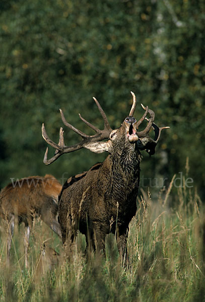 Rotwild (Cervus elaphus)