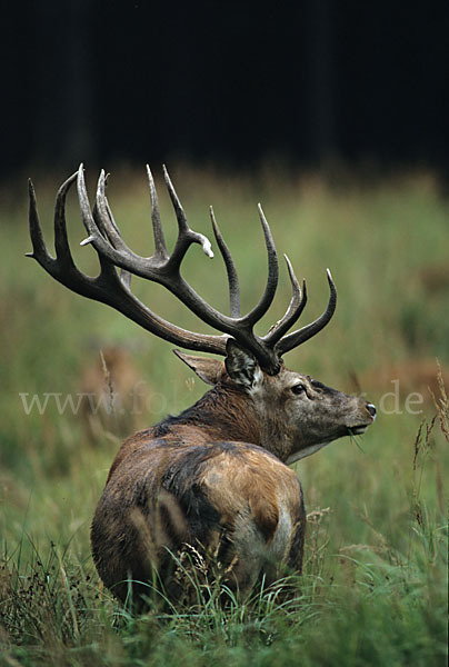 Rotwild (Cervus elaphus)