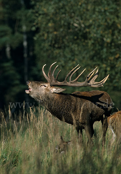 Rotwild (Cervus elaphus)