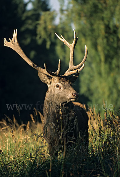 Rotwild (Cervus elaphus)