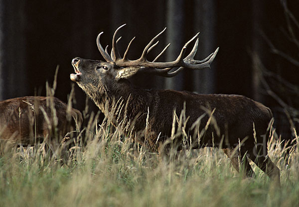 Rotwild (Cervus elaphus)