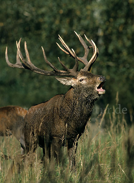 Rotwild (Cervus elaphus)