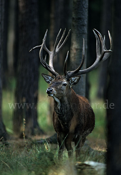 Rotwild (Cervus elaphus)