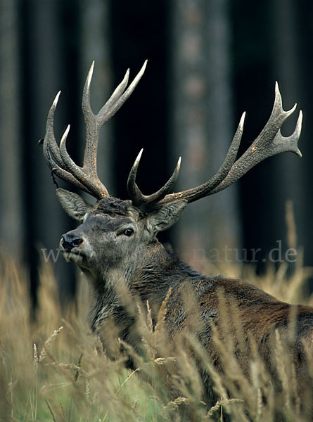 Rotwild (Cervus elaphus)