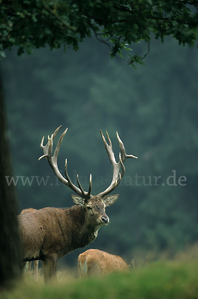 Rotwild (Cervus elaphus)