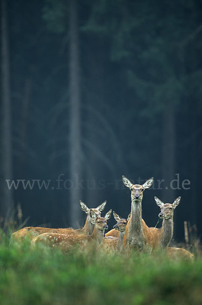 Rotwild (Cervus elaphus)