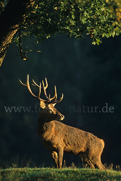 Rotwild (Cervus elaphus)