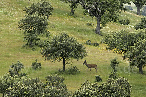 Rotwild (Cervus elaphus)