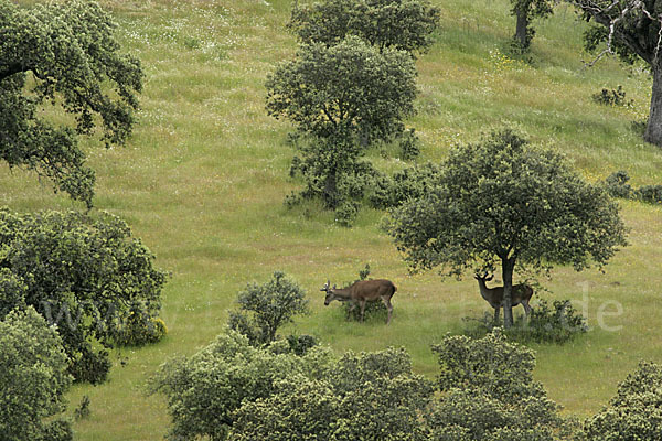 Rotwild (Cervus elaphus)