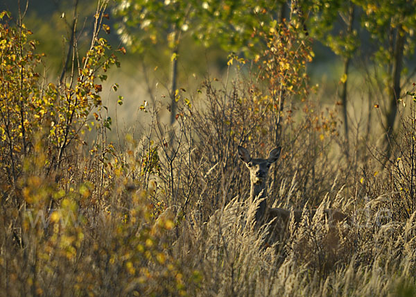 Rotwild (Cervus elaphus)