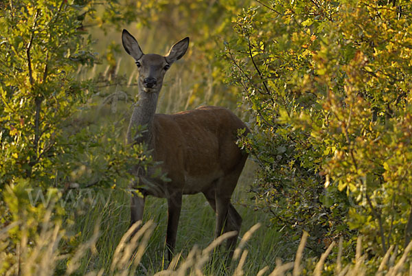 Rotwild (Cervus elaphus)