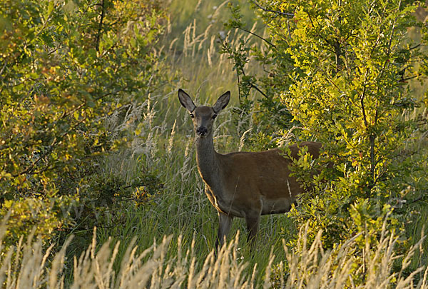 Rotwild (Cervus elaphus)