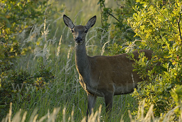 Rotwild (Cervus elaphus)