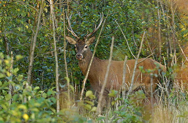 Rotwild (Cervus elaphus)