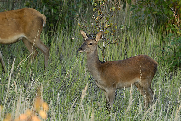 Rotwild (Cervus elaphus)