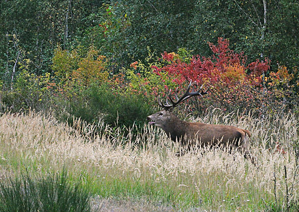 Rotwild (Cervus elaphus)