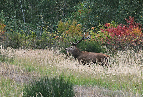 Rotwild (Cervus elaphus)