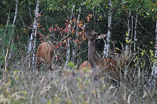 Rotwild (Cervus elaphus)