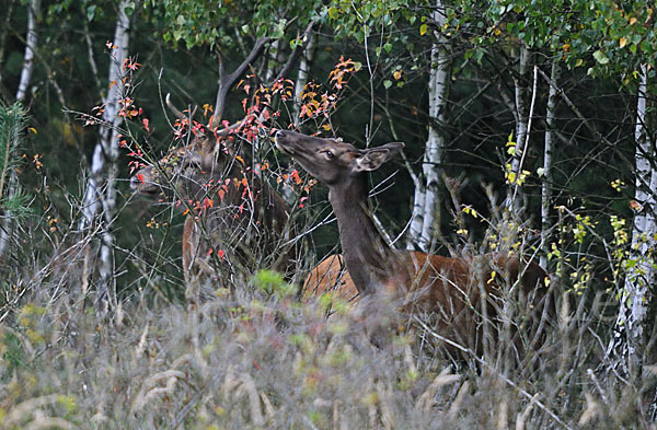 Rotwild (Cervus elaphus)