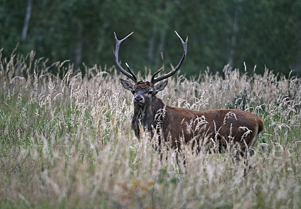 Rotwild (Cervus elaphus)