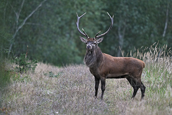 Rotwild (Cervus elaphus)