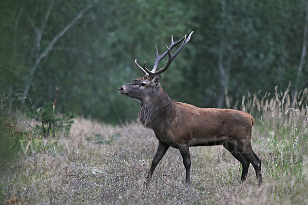 Rotwild (Cervus elaphus)