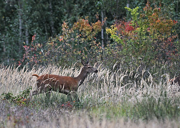 Rotwild (Cervus elaphus)