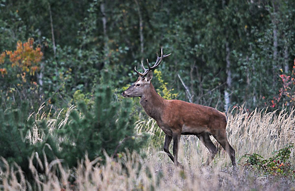 Rotwild (Cervus elaphus)