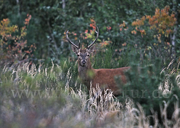 Rotwild (Cervus elaphus)