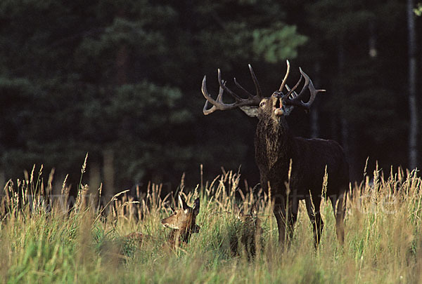 Rotwild (Cervus elaphus)