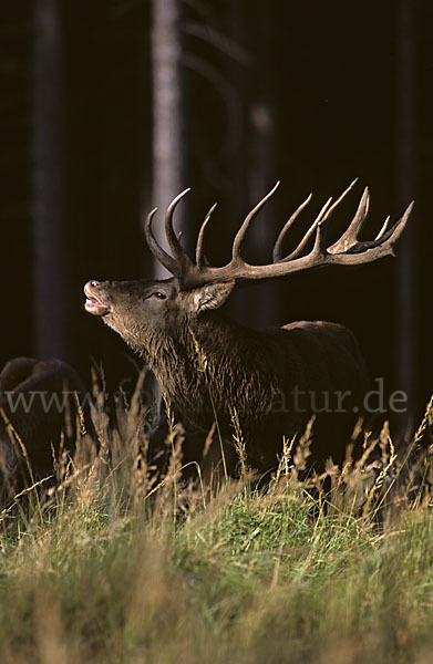 Rotwild (Cervus elaphus)