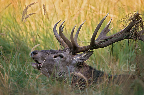 Rotwild (Cervus elaphus)