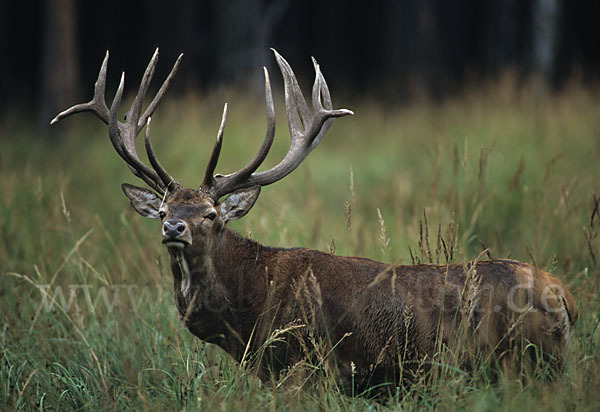 Rotwild (Cervus elaphus)