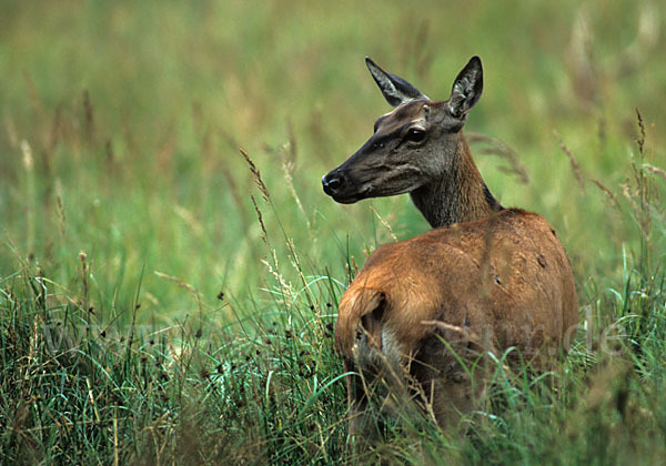 Rotwild (Cervus elaphus)