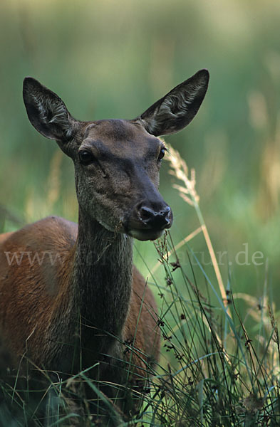 Rotwild (Cervus elaphus)