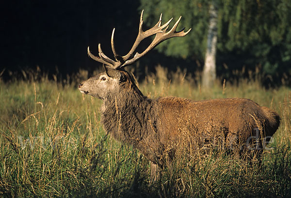 Rotwild (Cervus elaphus)