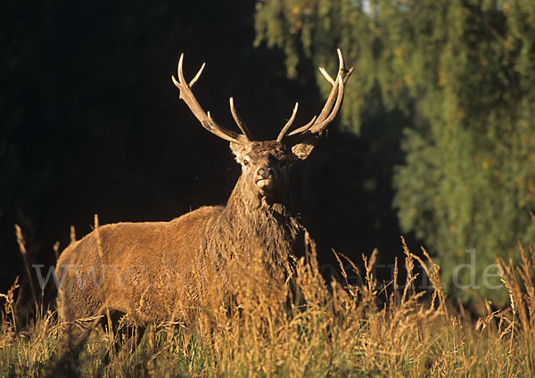 Rotwild (Cervus elaphus)