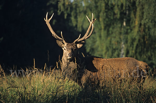 Rotwild (Cervus elaphus)