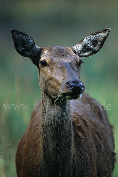 Rotwild (Cervus elaphus)