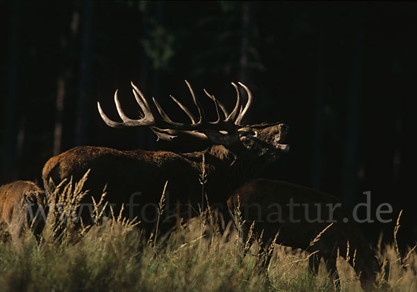 Rotwild (Cervus elaphus)