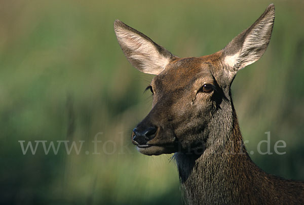 Rotwild (Cervus elaphus)