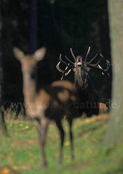 Rotwild (Cervus elaphus)