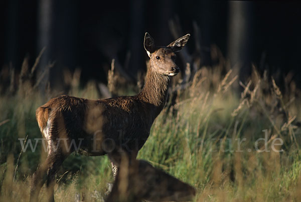 Rotwild (Cervus elaphus)