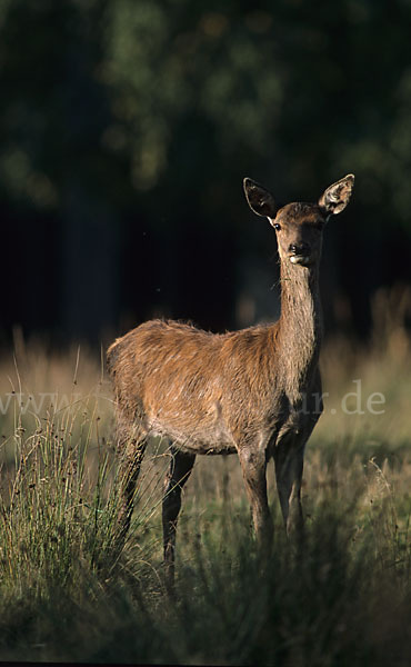 Rotwild (Cervus elaphus)