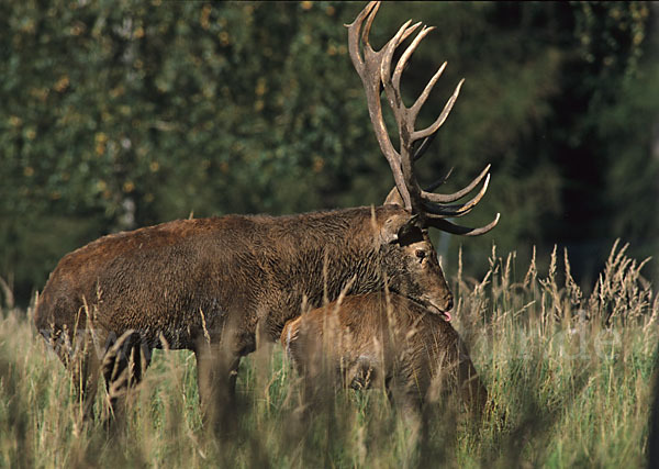 Rotwild (Cervus elaphus)