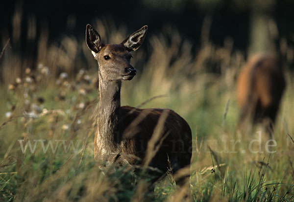 Rotwild (Cervus elaphus)