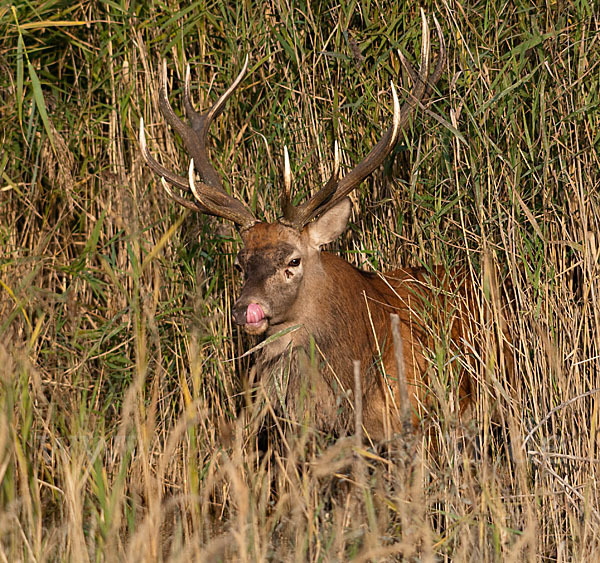 Rotwild (Cervus elaphus)