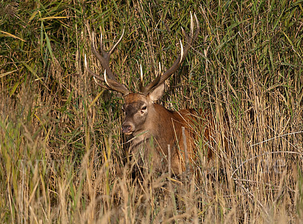 Rotwild (Cervus elaphus)